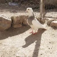 کبوتر کلفه داواتا|پرنده|اردبیل, |دیوار