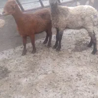 میش جوان ۴دندان