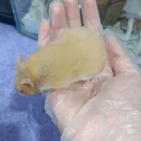 ۲ عدد بچه همستر اجتماعی و بازیگوش