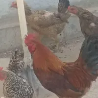 طاق خروس با جوجه بوقلمون|حیوانات مزرعه|شاهین دژ, |دیوار