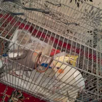 عروس هلندی|پرنده|کتالم و سادات شهر, |دیوار