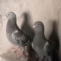 سه تا جوجه آلمانی|پرنده|زابل, |دیوار