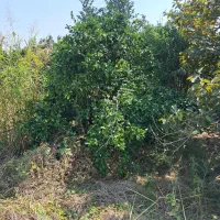 باغچه متراژ مختلف با پروانه چاه و برق لوله کشی آب|فروش زمین و ملک کلنگی|بابل, |دیوار