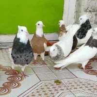 کبوتر طوقی|پرنده|بندر گناوه, |دیوار