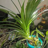 ۳ عدد گل پاندانوس|گل و گیاه طبیعی|شیراز, پودنک|دیوار