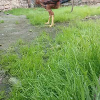 جوجه خروس لاری