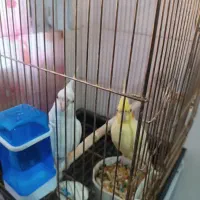 جفت عروس هلندی مولد فروشی