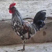 خروس لری