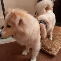 واگذاری پت های 500گرمی تا اکیلوگرمی