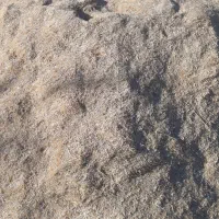 فروش کاه ریگی کسی خواست درخدمتم