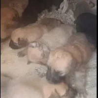 واگذاری توله سگ ۲ماهه