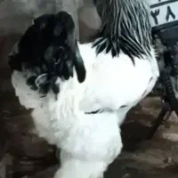 برهما غول پیکر