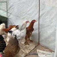 مرغ برهما بالغ آماده تخم گذاری|حیوانات مزرعه|آمل, |دیوار