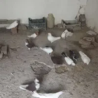 کبوتر