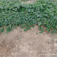فروش نهال توت فرنگی پاروس|گل و گیاه طبیعی|جیرفت, |دیوار
