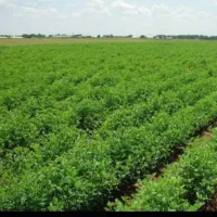 زمین در روستای پته خور