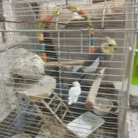 عروس هلندی جوان|پرنده|فشم, |دیوار