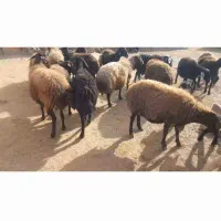 ۱۷راس‌گوسفند