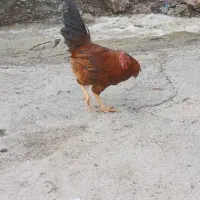 خروس ۱ ساله