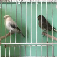 قناری گلاستر آماده|پرنده|اردبیل, |دیوار