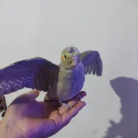 عروس دستی ماده 600