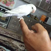 کوتوله دستی