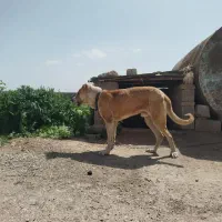 سگ نژاد|سگ|نیشابور, شریعتی|دیوار