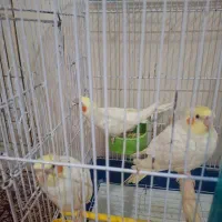 عروس هلندی