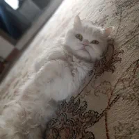 گربه پرشین