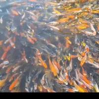 مزرعه پرورش و پخش ماهی کوی حوض آکواریوم طعمه و....