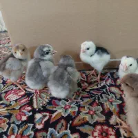 جوجه گلین|حیوانات مزرعه|یزد, |دیوار