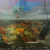 آکواریوم|ماهی|سنندج, |دیوار