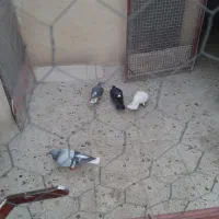 کفتر کبوتر چادری|پرنده|محمدشهر, سیدآباد|دیوار