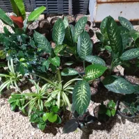 بار آپارتمانی جدید رسید