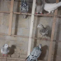 کفتر هفترنگ پرشی