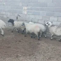 نه عدد میش آبستن|حیوانات مزرعه|مهریز, |دیوار