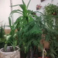 گل و گیاه|گل و گیاه طبیعی|شیراز, کوشک میدان|دیوار