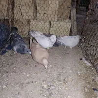 کبوتر پرشی|پرنده|اسفراین, |دیوار