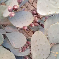 میوه کاکتوس