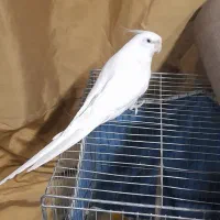 عروس نر مولد رام وجفت مولد