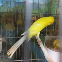 قناری رسمی بلند