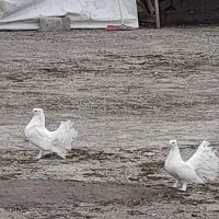 تعدای کبوترزینتی لوکس|پرنده|لاهیجان, یوسف آباد|دیوار