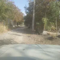 فروش یک خروس جوان