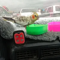 پرنده عروس هلندی