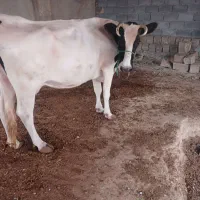 گاو قصابی
