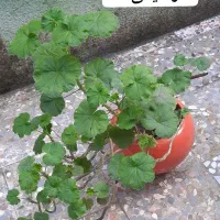 گل/گل الوئه ورا/شمعدانی/گندمی/گلدان سرامیکی|گل و گیاه طبیعی|لاهیجان, کوی آزادگان|دیوار