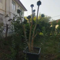 فروش یک عدد گل مورت پیوندی (در گلدان ۸۰)