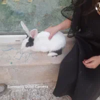 خرگوش