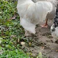 خروس سلطان زینتی|حیوانات مزرعه|سنگر, |دیوار