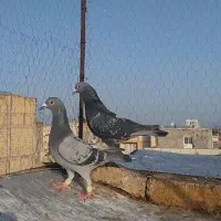 جفت کبود مگسی شلاقی